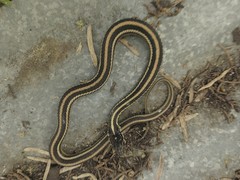 Thamnophis sirtalis annectens