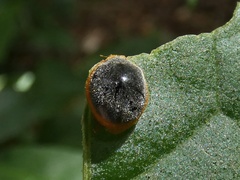 Epilachna pseudorealis