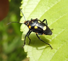 Oplomus salamandra