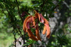Puccinia magellanica