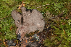 Hydnellum fuscoindicum