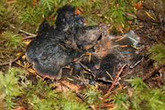 Hydnellum fuscoindicum