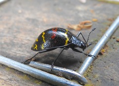 Erotylus buckleyi