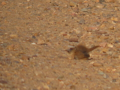 Cistothorus palustris