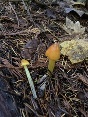 Hygrocybe