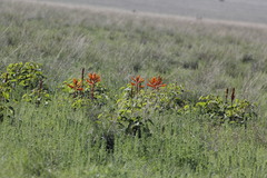 Erythrina leptorhiza