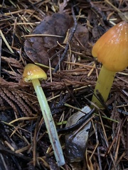 Hygrocybe