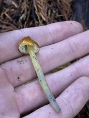 Hygrocybe