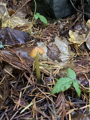 Hygrocybe