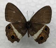 Splendeuptychia ashna