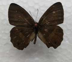 Splendeuptychia ashna