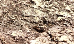 Pycnostictus seriatus