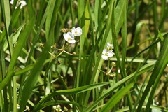 Sagittaria platyphylla