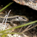 Grand Skink - Photo (c) Carey-Knox-Southern-Scales, some rights reserved (CC BY-NC), uploaded by Carey-Knox-Southern-Scales