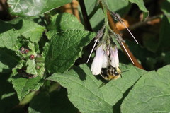 Anthophora plumipes