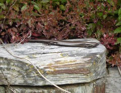 Oligosoma polychroma