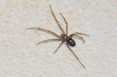Steatoda grossa
