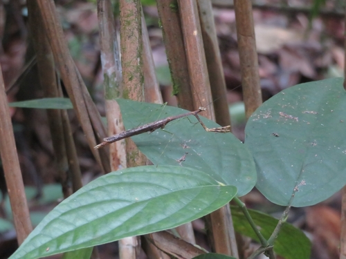 Macromusonia major