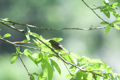 Sporophila corvina
