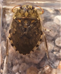Ambrysus
