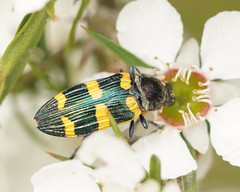Castiarina rectifasciata