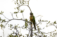 Eupsittula cactorum