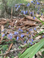 Dianella caerulea producta