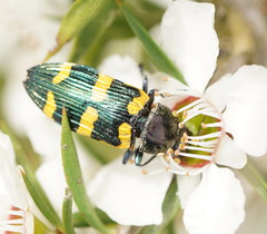 Castiarina rectifasciata
