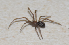 Steatoda grossa