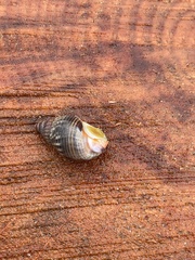Nassarius fossatus