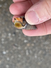 Nassarius fossatus