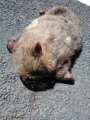Vombatus ursinus hirsutus