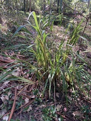 Dianella caerulea producta