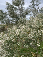 Baccharis halimifolia image