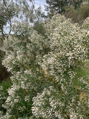 Baccharis halimifolia image