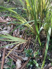 Dianella caerulea producta