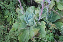 Echeveria gibbiflora