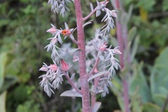 Echeveria gibbiflora