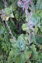 Echeveria gibbiflora