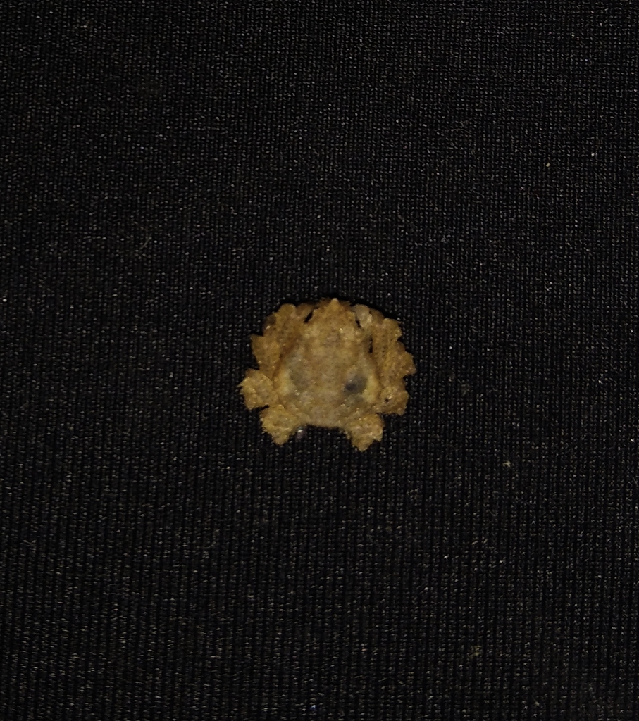 Teleophrys cristulipes