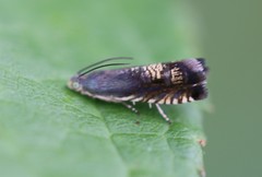 Grapholita angleseana