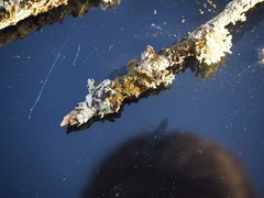 Melanohalea olivacea