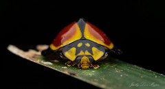 Australoneda bourgeoisi