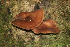 Armillaria nabsnona