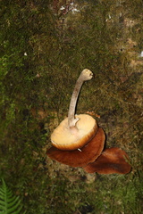 Armillaria nabsnona