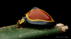 Australoneda bourgeoisi