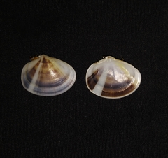 Heterodonax pacificus