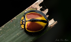 Australoneda bourgeoisi