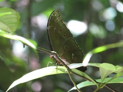 Morpho menelaus menelaus
