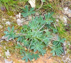 Lupinus hispanicus